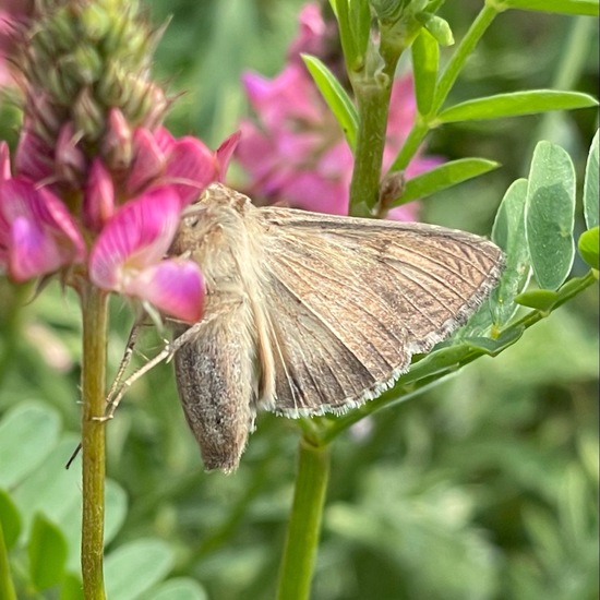 Silver Y: Animal in habitat Buffer strip in the NatureSpots App