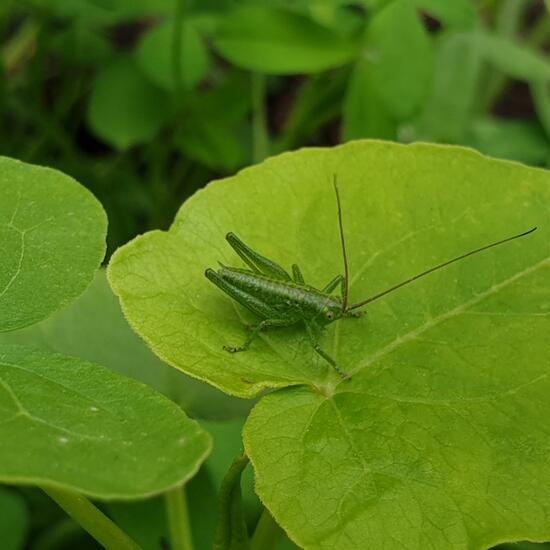 Orthoptera: Animal in habitat Guerilla gardening in the NatureSpots App