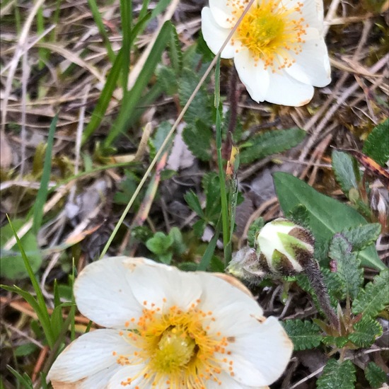 Dryas octopetala: Plant in habitat Riparian forest in the NatureSpots App