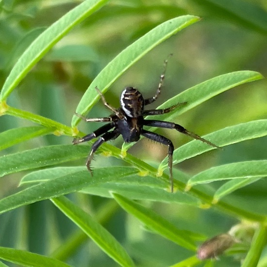 Common crab spider: Animal in habitat Buffer strip in the NatureSpots App