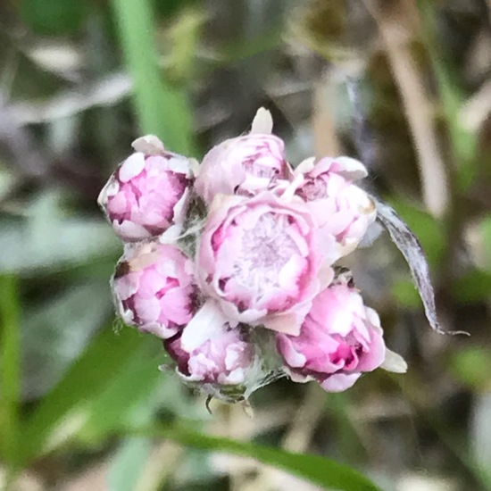 Antennaria dioica: Plant in habitat Riparian forest in the NatureSpots App