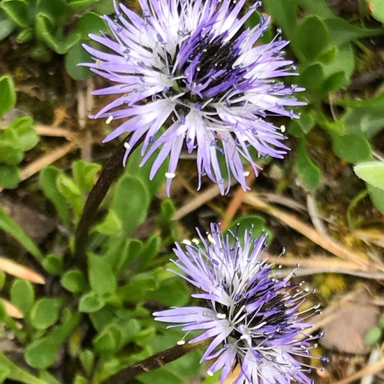 Globularia cordifolia: Plant in habitat Riparian forest in the NatureSpots App