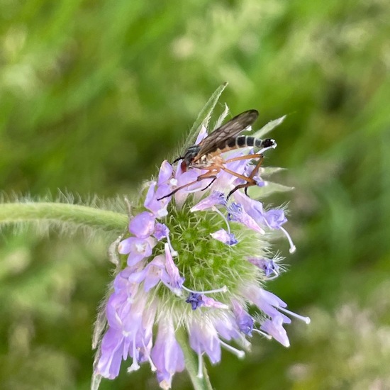 Empididae: Animal in habitat Buffer strip in the NatureSpots App