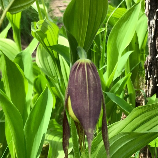 Cypripedium calceolus: Plant in habitat Riparian forest in the NatureSpots App