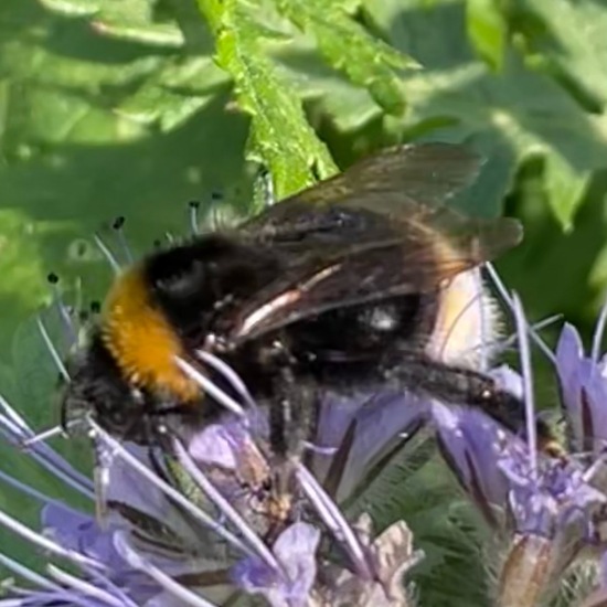 Bombus bohemicus: Animal in habitat Buffer strip in the NatureSpots App