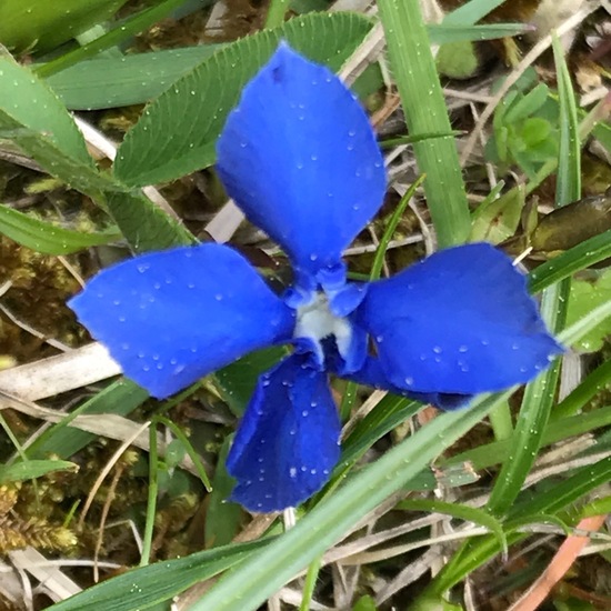 Gentiana verna: Plant in habitat Natural Meadow in the NatureSpots App