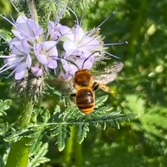 Eucera longicornis: Animal in habitat Buffer strip in the NatureSpots App