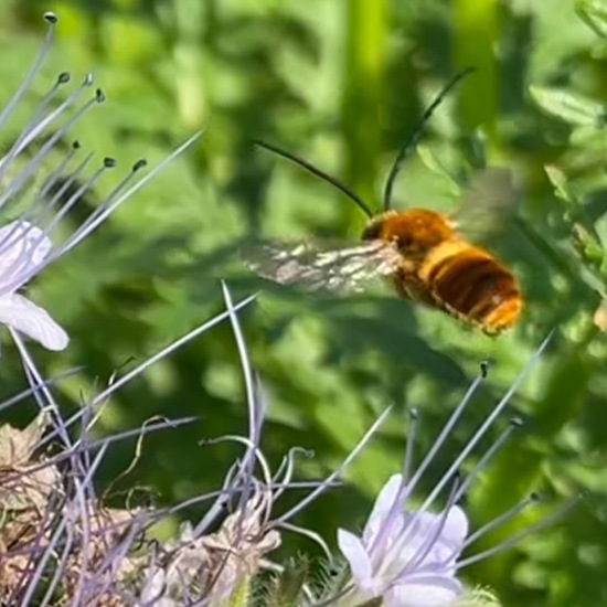 Eucera longicornis: Animal in habitat Buffer strip in the NatureSpots App