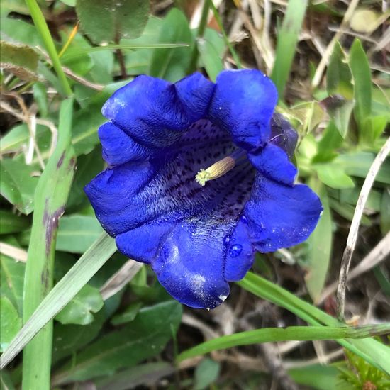 Gentiana acaulis: Plant in habitat Rock areas in the NatureSpots App