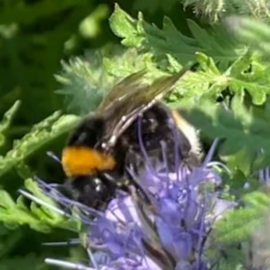 Bombus bohemicus: Animal in habitat Buffer strip in the NatureSpots App