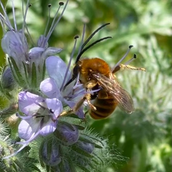 Eucera longicornis: Animal in habitat Buffer strip in the NatureSpots App