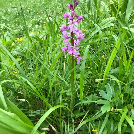 Dactylorhiza majalis: Plant in habitat Natural Meadow in the NatureSpots App