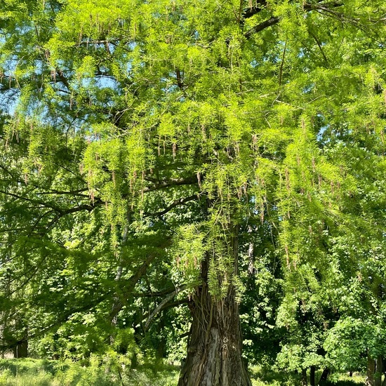 Taxodium distichum: Plant in habitat Park in the NatureSpots App