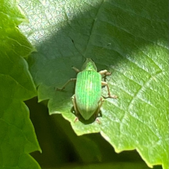 Green Immigrant Leaf Weevil: Animal in habitat Park in the NatureSpots App