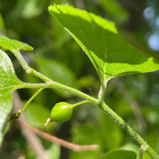 Celtis laevigata: Plant in habitat Park in the NatureSpots App