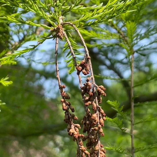 Taxodium distichum: Plant in habitat Park in the NatureSpots App