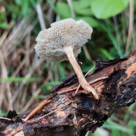 Polyporus arcularius: Mushroom in habitat Temperate forest in the NatureSpots App