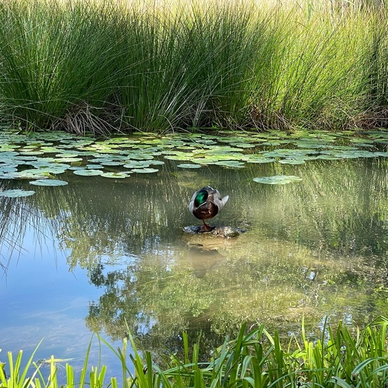 Landscape: Freshwater in habitat Artificial freshwater in the NatureSpots App