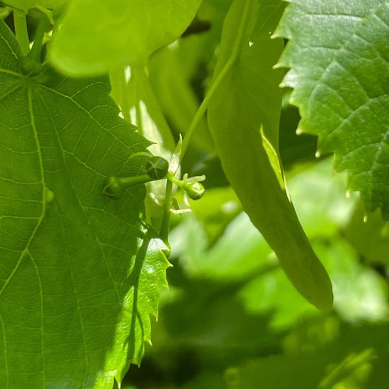 Tilia platyphyllos: Plant in habitat Park in the NatureSpots App