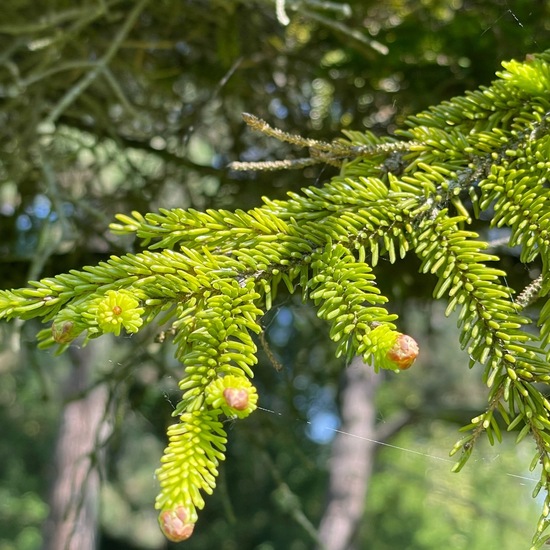 Picea orientalis: Plant in habitat Park in the NatureSpots App