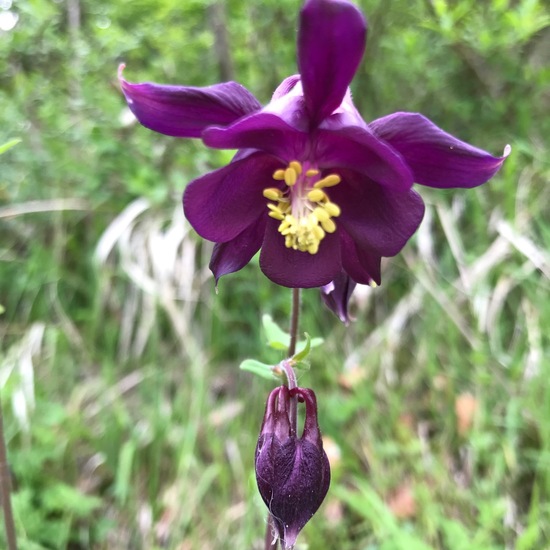 Aquilegia atrata: Plant in habitat Temperate forest in the NatureSpots App