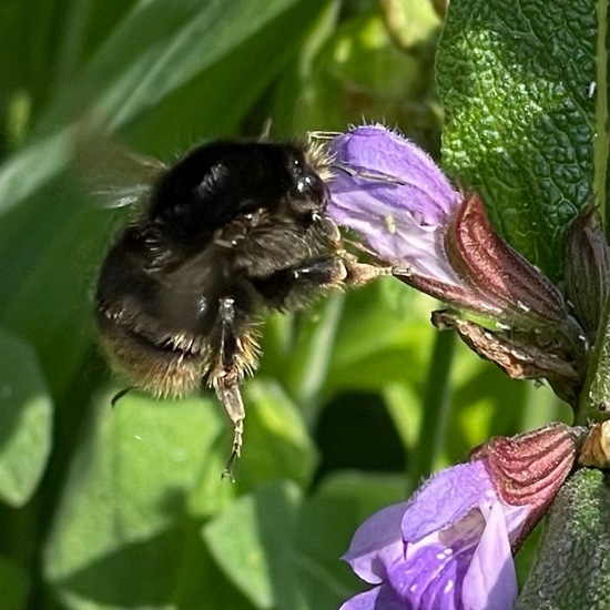 Bombus lapidarius: Animal in habitat Garden in the NatureSpots App