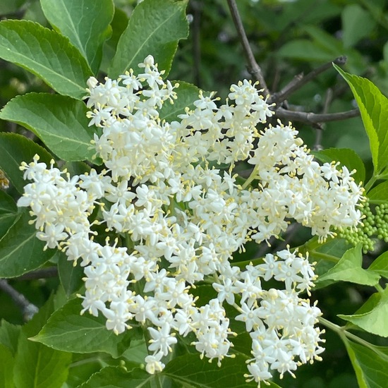 Sambucus: Plant in habitat Garden in the NatureSpots App