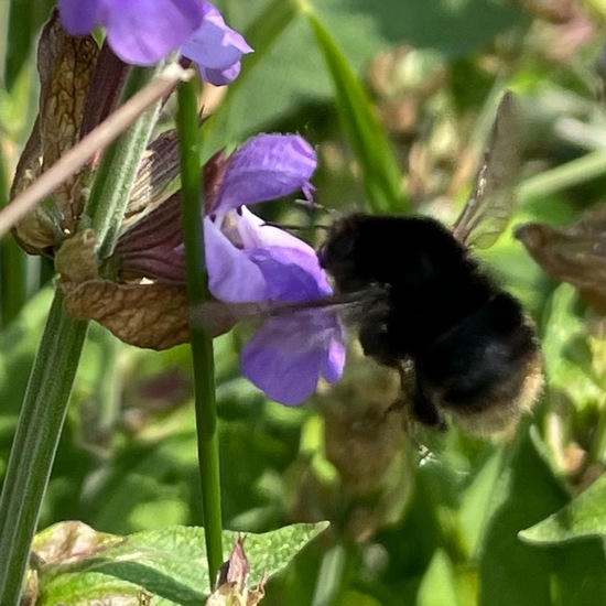 Bombus lapidarius: Animal in habitat Garden in the NatureSpots App