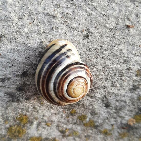 White-lipped snail: Animal in nature in the NatureSpots App