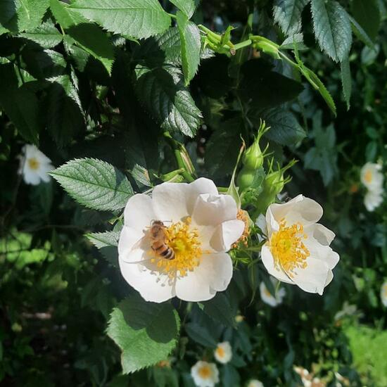 Rosa corymbifera: Plant in habitat Park in the NatureSpots App