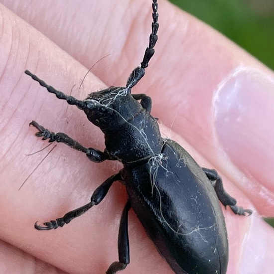 Weaver beetle: Animal in habitat Garden in the NatureSpots App