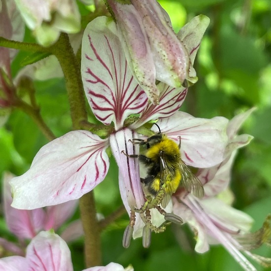 Dictamnus albus: Plant in habitat Grassland in the NatureSpots App