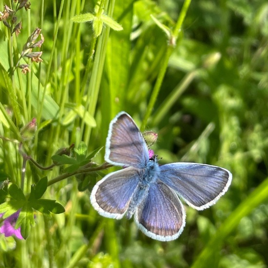 Plebejus arguscalliopisvalesiaca: Animal in habitat Garden in the NatureSpots App