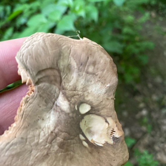 Pluteus cervinus: Mushroom in habitat Forest in the NatureSpots App