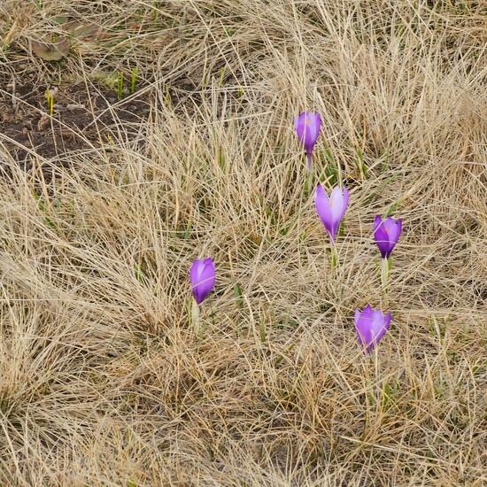 Crocus sativus: Plant in habitat Alpine tundra in the NatureSpots App