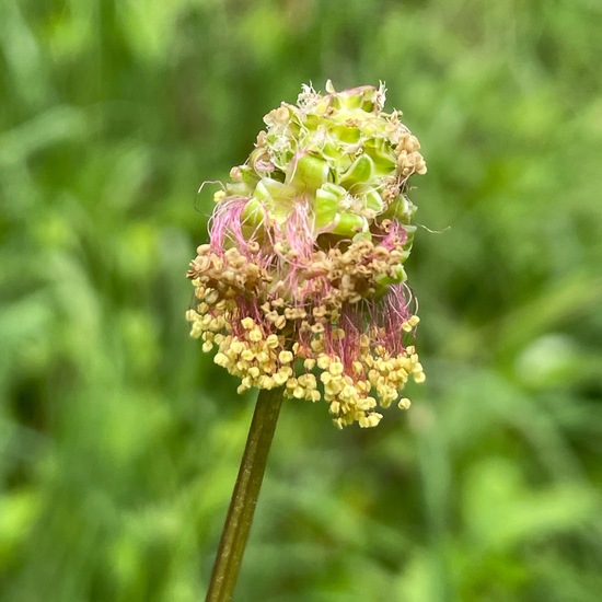 Sanguisorba minor: Plant in habitat Natural Meadow in the NatureSpots App