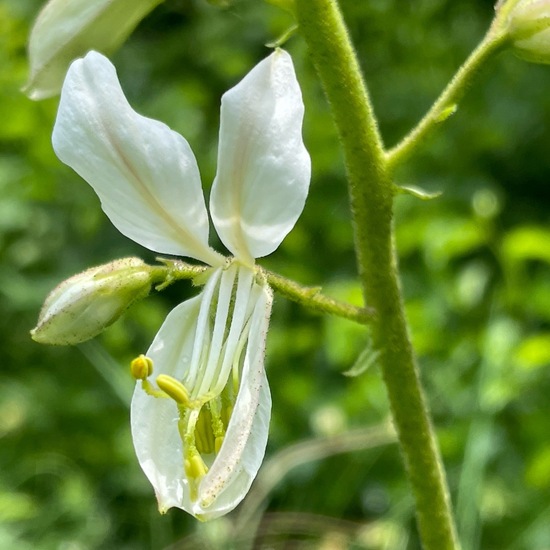 Dictamnus albus: Plant in habitat Natural Meadow in the NatureSpots App