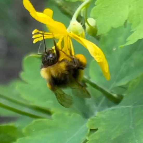 Chelidonium majus: Plant in habitat Garden in the NatureSpots App