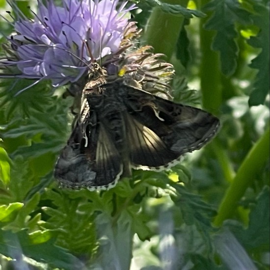 Silver Y: Animal in habitat Buffer strip in the NatureSpots App