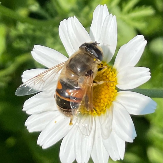 Eristalis tenax: Animal in habitat Buffer strip in the NatureSpots App