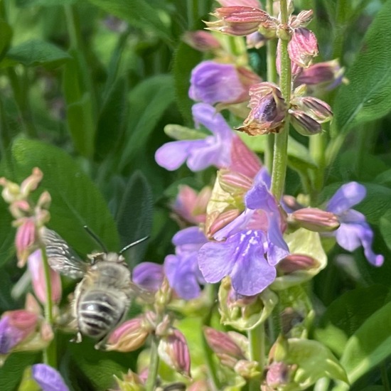 Salvia officinalis: Plant in habitat Garden in the NatureSpots App