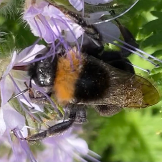 Bumble bee: Animal in habitat Buffer strip in the NatureSpots App