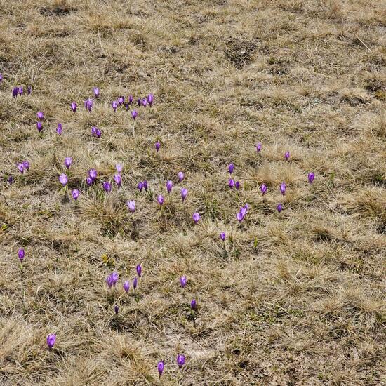 Crocus sativus: Plant in habitat Alpine tundra in the NatureSpots App