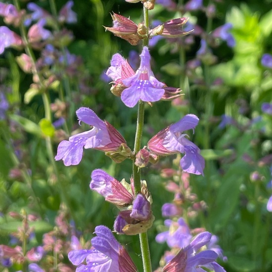 Salvia officinalis: Plant in habitat Garden in the NatureSpots App