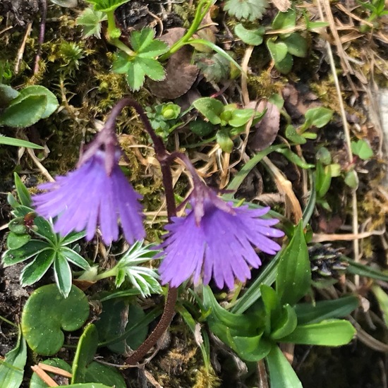 Soldanella alpina: Plant in habitat Temperate forest in the NatureSpots App