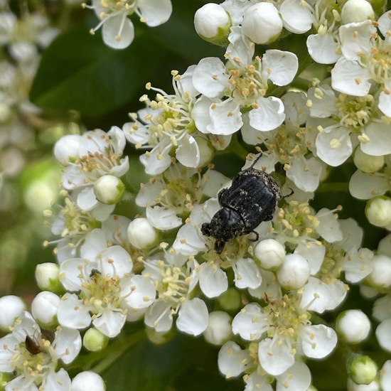 Pyracantha coccinea: Plant in habitat Park in the NatureSpots App