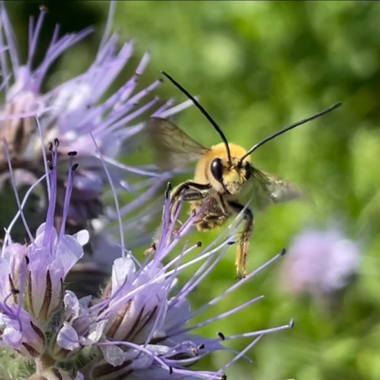 Anthophila: Animal in habitat Buffer strip in the NatureSpots App