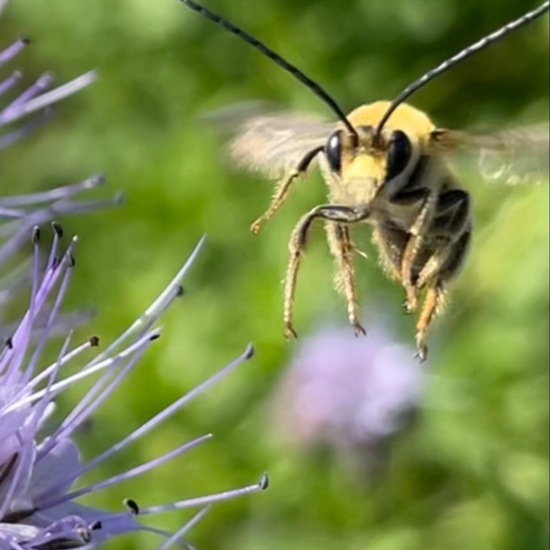 Anthophila: Animal in habitat Buffer strip in the NatureSpots App