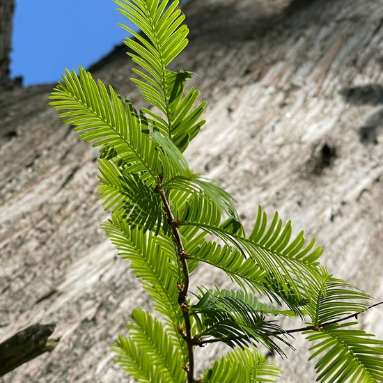 Metasequoia glyptostroboides: Plant in habitat Park in the NatureSpots App