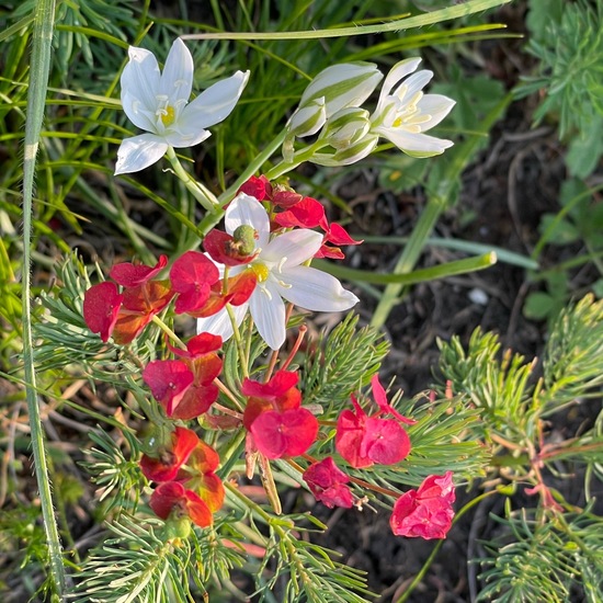 Ornithogalum: Plant in nature in the NatureSpots App